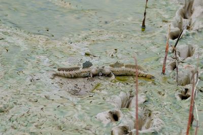 High angle view of crocodile in sea