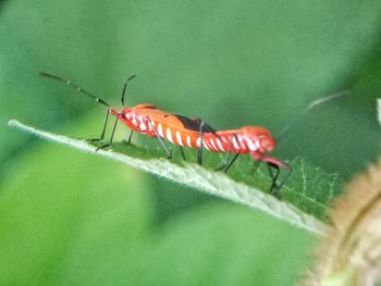 Close-up of insect on leaf