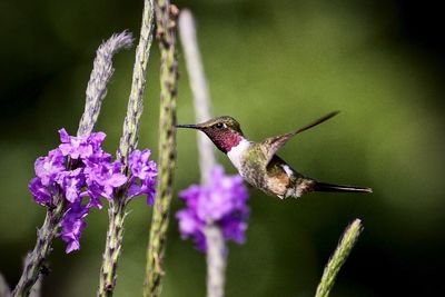Close-up of humming bird pollinating on purple flower
