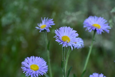 Close-up of purple flowering plants in park