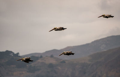 Pelicans flying in sky