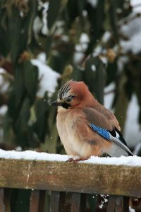 Close-up of bird perching on railing