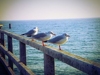 Seagull perching on pier over sea