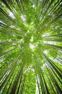 Directly below shot of bamboo plants in forest