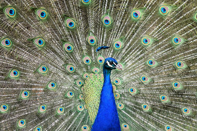 Close-up of peacock with wings spread 