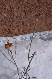 Close-up of dead plant on snow covered land