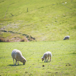 Sheep grazing in the fields, including a lamb with its mother