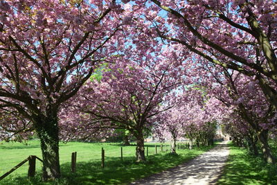 View of cherry blossom trees in park