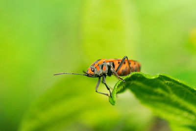 Close-up of insect on leaf