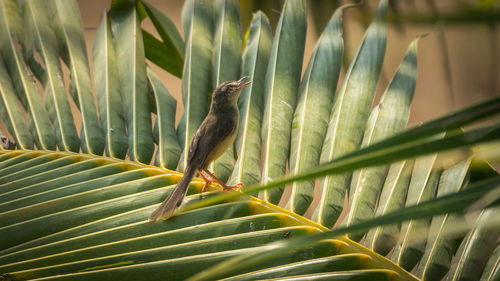 Close-up of bird perching on plant