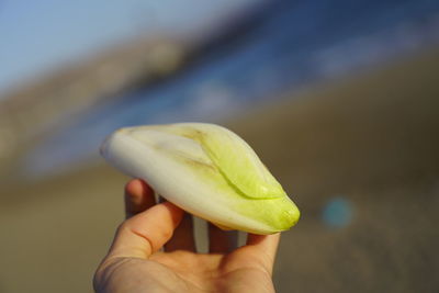 Close-up of hand holding leaf