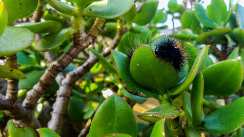 Close-up of insect on leaf