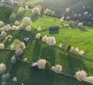 Spring rural