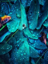 Full frame shot of raindrops on leaves