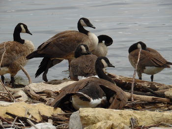 Flock of birds on beach