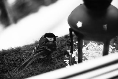 View of bird perching on tree