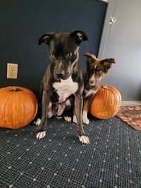 Halloween pups 