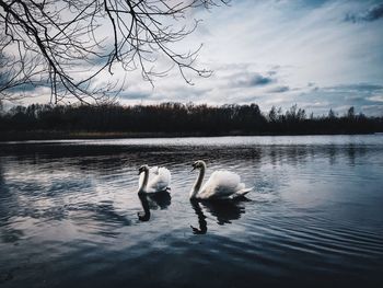 Swans swimming in lake against sky