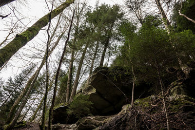 Low angle view of trees in forest