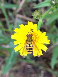 Close-up of bee on yellow flower