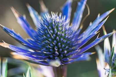 Close-up of purple flowering plant