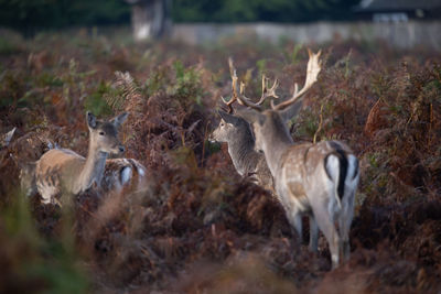 Deer standing in a field