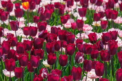 Close-up of red tulips in field