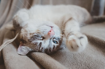 Close-up of cat sleeping at home