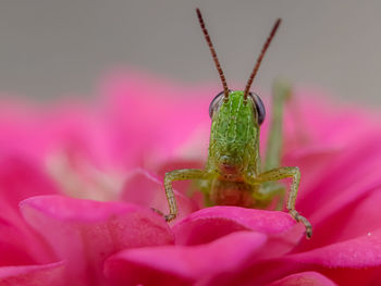 Close-up of insect on pink flower