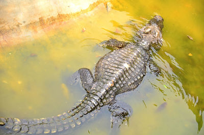 Close-up of crocodile swimming in water