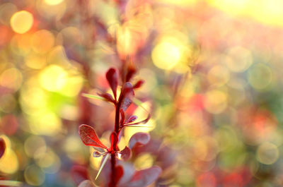 Close up of red flower