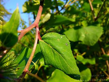 leaf