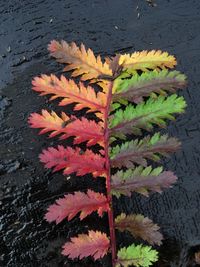 High angle view of pink flowering plant