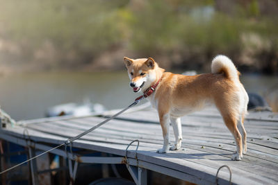 Young red dog shiba inu in a red collar is standing on a wooden pier on the background of the river.