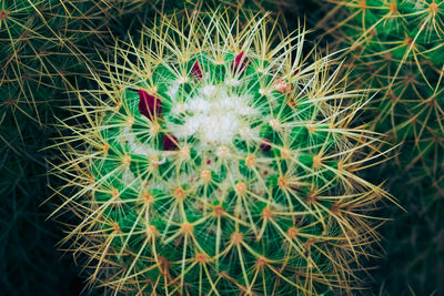 Close-up of cactus plant