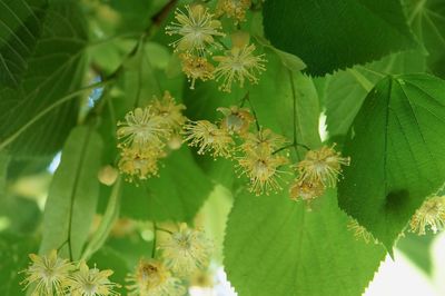 Close-up of green leaves on plant