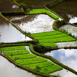 High angle view of rice paddy by lake