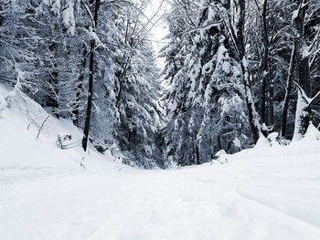 Frozen trees during winter