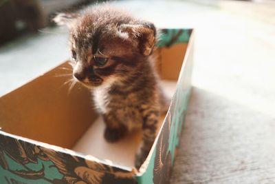 Close-up of kitten