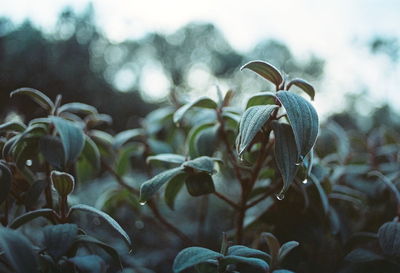 Close-up of flowers against blurred background