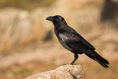 Close-up of bird perching on rock