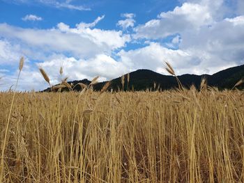 Plants growing on field against sky