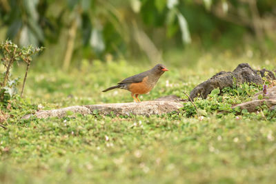 Thrush bird hunting on the ground in bale mountains in ethiopia