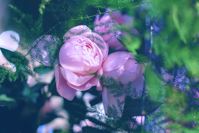 Close-up of pink flowering plant