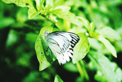 Close-up of butterfly perching on leaf