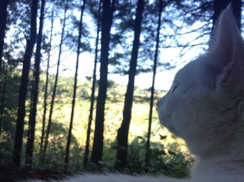 Rear view of a person in forest