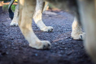 Low section of lions