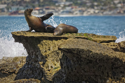 Close-up of sparrow perching on rock by sea