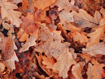 Close-up of dry leaves