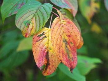 Close-up of autumnal leaves against blurred background